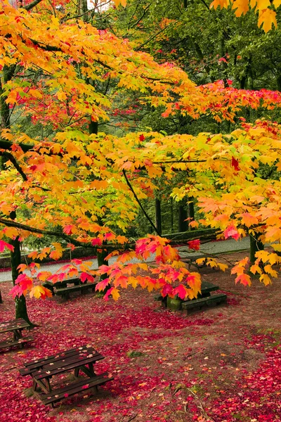Herfstbladeren bomen op geres nationaal park, ten noorden van portugal — Stockfoto