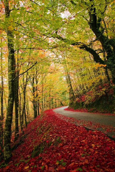 Droga w lesie jesienią w albergaria da mata, park narodowy geres, — Zdjęcie stockowe
