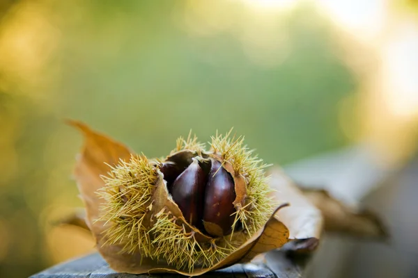 Chestnuts on autumn leaves background — Stock Photo, Image