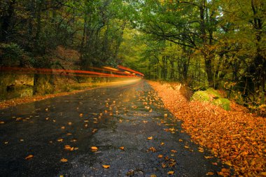 Rain in the forest with light trails on the road at Geres nation clipart