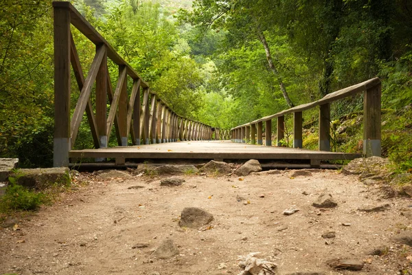 Pont en bois dans la forêt — Photo