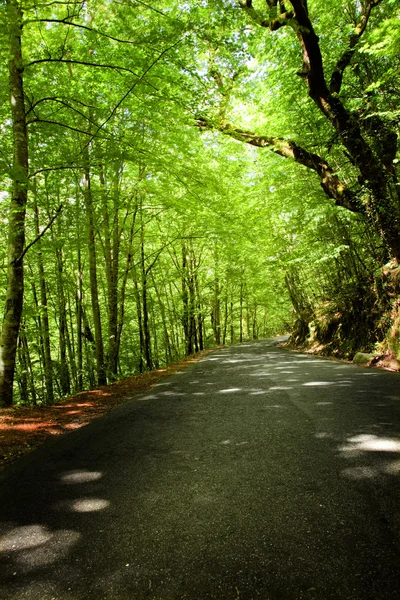 Strada forestale nel parco nazionale — Foto Stock
