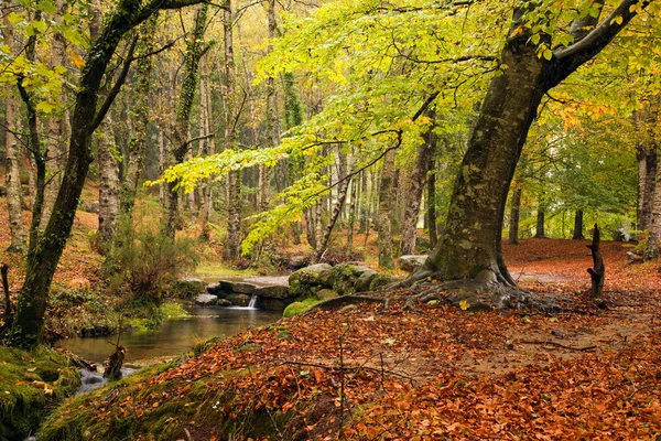 Sungai kecil di taman nasional portugis Geres di beautifu — Stok Foto