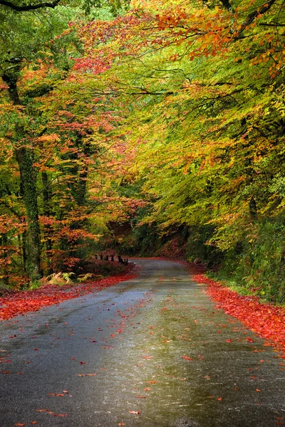 Road in autumn wood — Stock Photo, Image