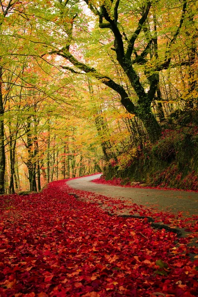 Дорога в осеннем лесу — стоковое фото