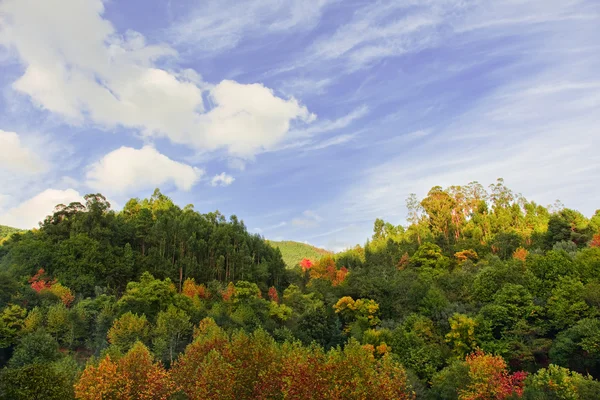 stock image Beautiful Autumn woods