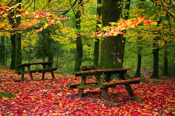 L'automne laisse des arbres dans le parc national Geres — Photo