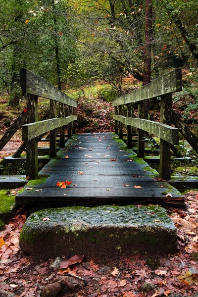 Pont en bois dans la forêt — Photo