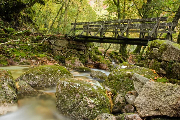 Hutan musim gugur dengan jembatan kayu — Stok Foto