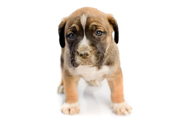 Adorable puppy Boxer — Stock Photo, Image