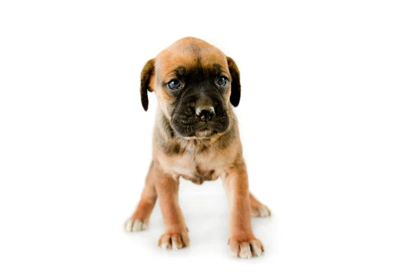 Puppy Boxer — Stock Photo, Image