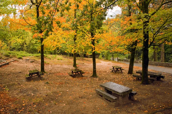 Осенние листья деревьев в национальном парке Герс — стоковое фото