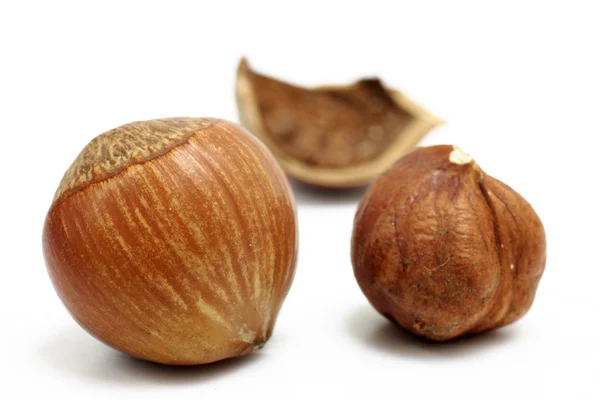 stock image Hazelnuts