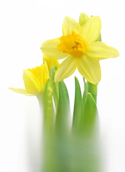 Narcisos amarillos Flores . —  Fotos de Stock