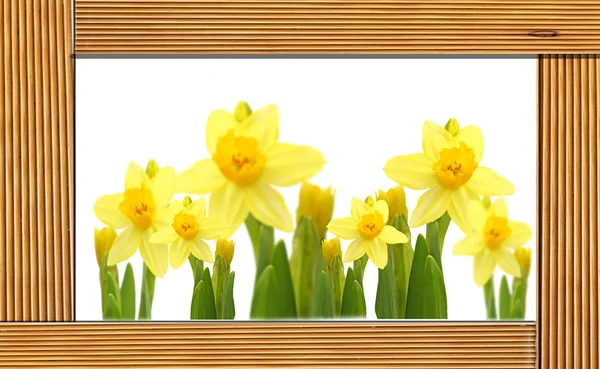 Narcisos amarillos Flores en un marco de madera . —  Fotos de Stock