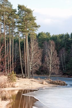 Tree Landscape