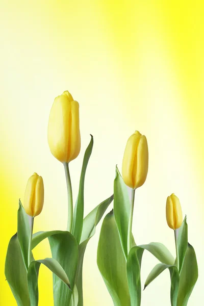 Tulipanes amarillos —  Fotos de Stock