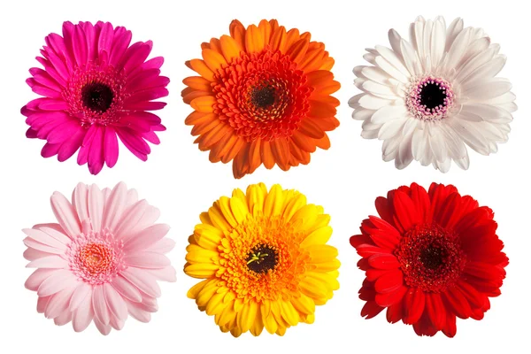 Gerber papatya çiçek koleksiyonu — Stok fotoğraf