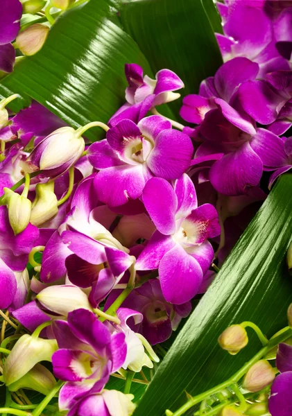 Decoratie voor wenskaart van de orchideeën — Stockfoto