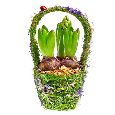 Tulip bulbs in the basket clipart