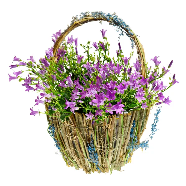 Purple spring flowers in a basket — Stock Photo, Image
