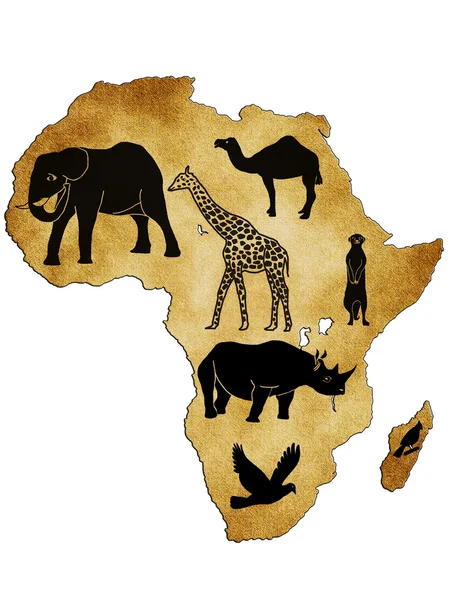 野生のアフリカ — ストック写真