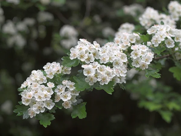Hawthorne Blossom — Stockfoto