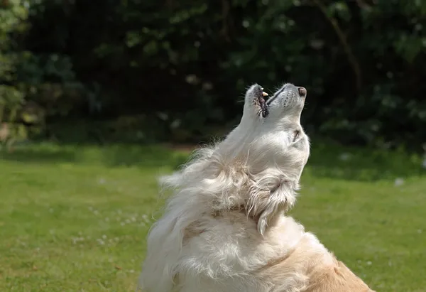 Golden Retriever perro aullando Imagen de archivo