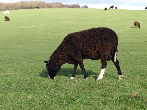 Un carnero zwartbles pastoreo —  Fotos de Stock