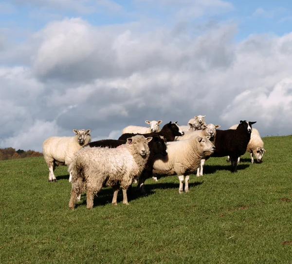 Una bandada de ovejas de color marrón y blanco — Foto de Stock