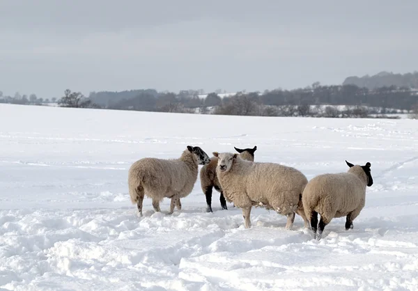 Vier schapen in de sneeuw — Stockfoto