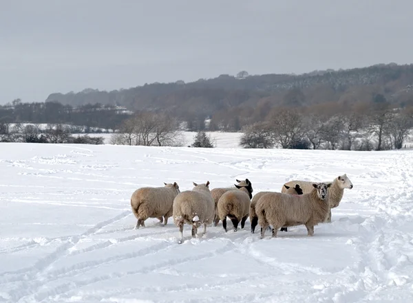 雪の中に羊が群がっていて — ストック写真