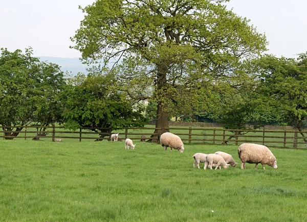 羊和小羊放牧 — 图库照片