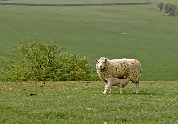 Cordero amamantando de madre oveja — Foto de Stock