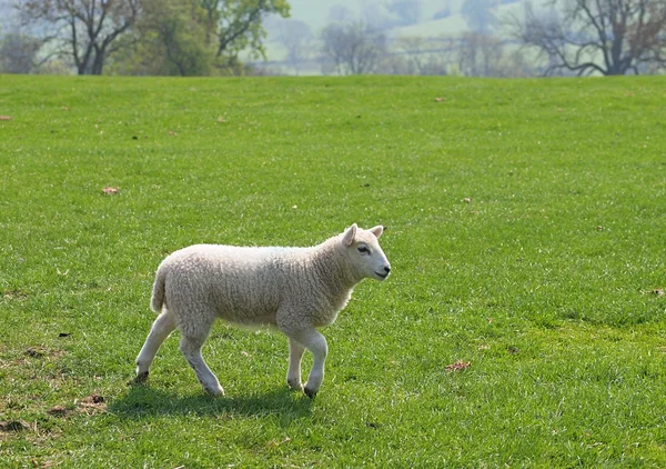 子羊の牧草地で — ストック写真