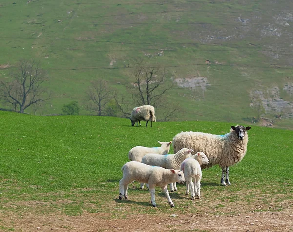 Овца и ягнята на пастбище — стоковое фото