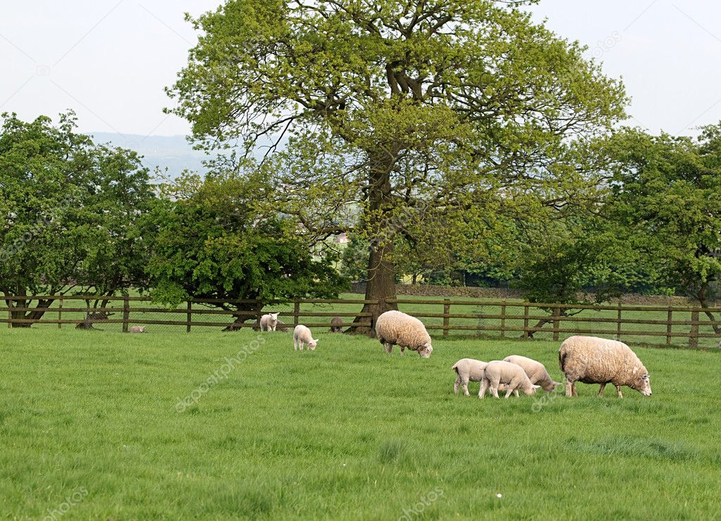 Sheep and Lambs Grazing