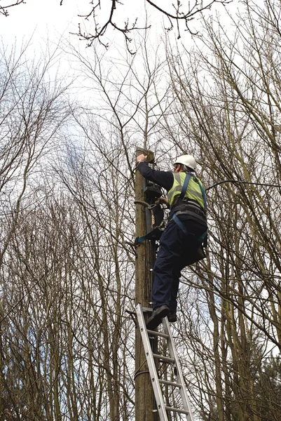 stock image Engineer Working on Telephone Line