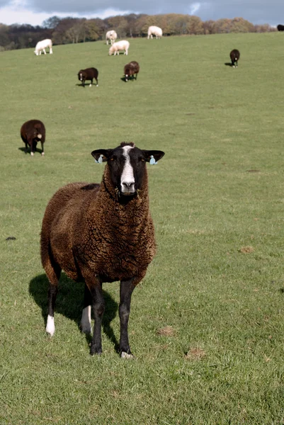 Una oveja de raza rara Zwartbles marrón — Foto de Stock