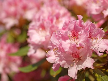 Pembe rhododendron çiçeği