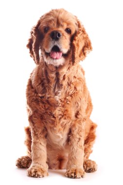 köpek Amerikan cocker spaniel, izole