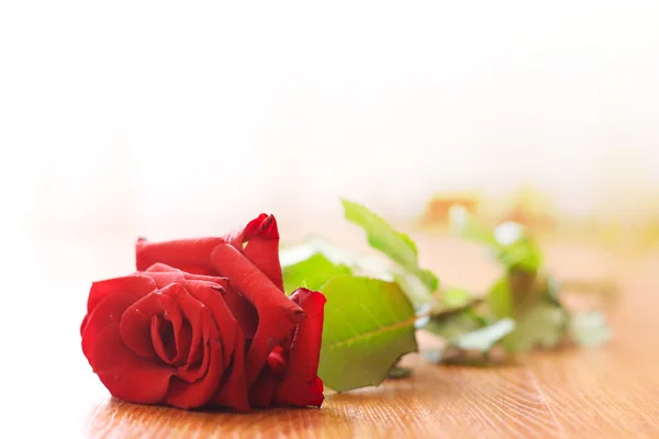 stock image The lost love. The rose lays on a floor