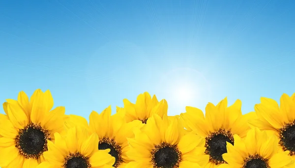 stock image Row yellow sunflower on blue sky. Agriculture