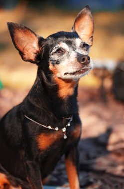 Dekoratif küçük köpek. cins - Rus oyuncak yumuşak kaplamalı