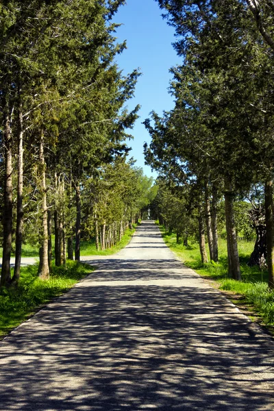 Pusta wiejska droga wśród drzew i pól — Zdjęcie stockowe