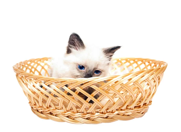 Fluffy kitten straw basket — Stock Photo, Image