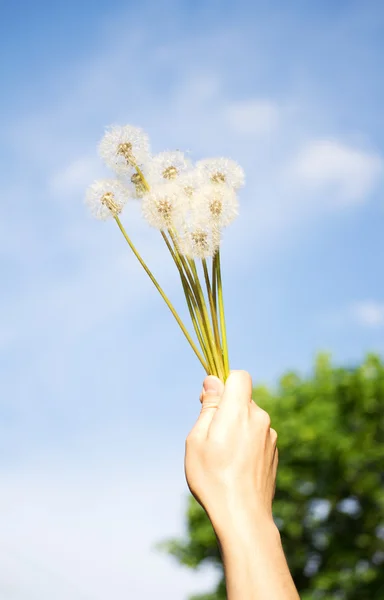 stock image Dandelions in the sky