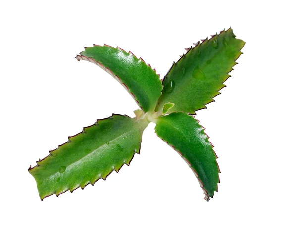 Medicinal plant — Stock Photo, Image