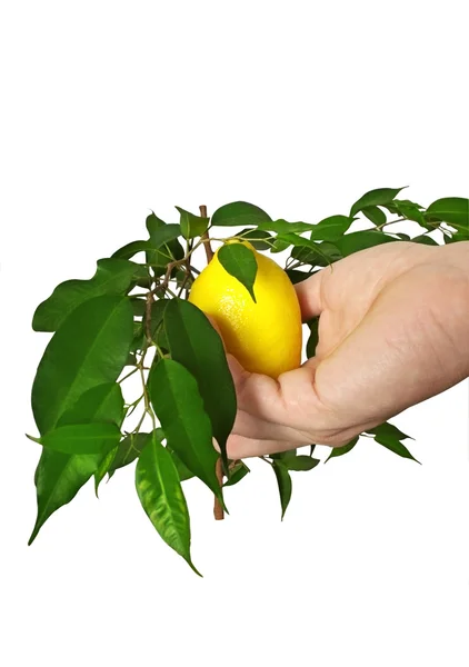 Yellow ripe juicy lemon — Stock Photo, Image