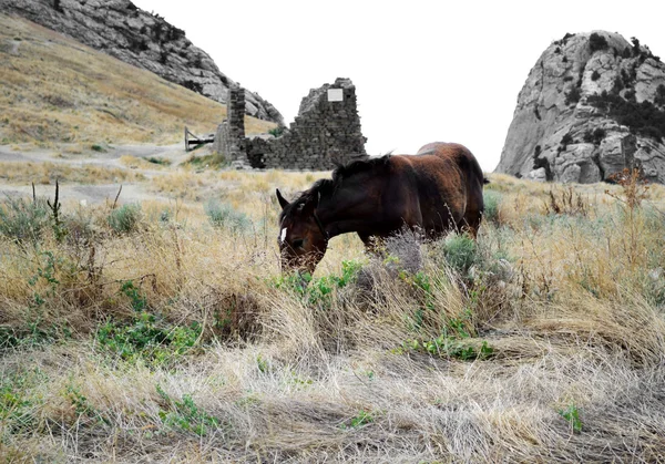 馬が草を食べる — ストック写真
